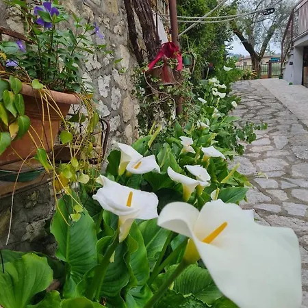 Domus Апартаменты *